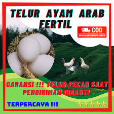 Telur ayam fertil maupun infertil semuanya aman dimakan. Beli Telur Ayam Arab Fertil Seetracker Indonesia