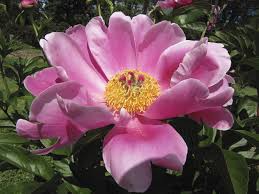We did not find results for: Colour Spring To Fall Six Basic Perennials Landscape Ontario