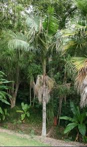 Plant database entry for bangalow palm (archontophoenix cunninghamiana) with 3 images and 25 data details. The Bangalow Palm Australian Garden Palm Plants