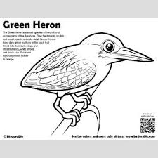 Green Heron Coloring Page Fun Free Downloads Activity Pages Birdorable