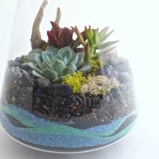 ܝ ܐ 321 and succulent society of america october , 1930 vol. How To Make A Sand Terrarium Sunset Magazine