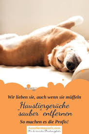 Das auto beispielsweise für einen längeren zeitraum. Haustiergeruch In Der Wohnung Neutralisieren Das Hilft Hunde Geruch Tiere Und Haustiere Haustiere