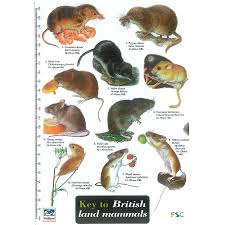 Field Guide British Mammals