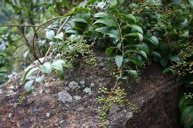 Image result for Embelia multiflora