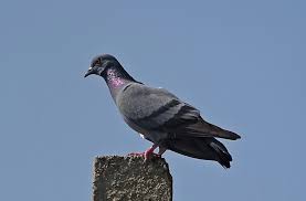 For the same reason the chinese dictionary contains traditional and simplified chinese terms on one side and pinyin and english terms on the other. Bird Rock Dove Pigeon Columba Free Photo On Pixabay