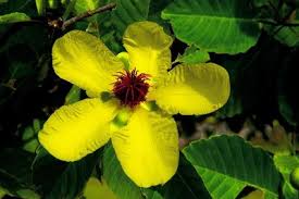 Brunei Darussalam S National Flower The Simpor Dillenia Suffruticosa Has Large Bright Yellow Petals And Large Leaves W Flowers Plant Leaves Yellow Flowers