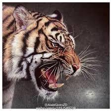 pin by freedrieck agustinus on harimau tiger spirit animal big cats animals wild