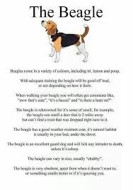 Doglife Obsessedwithmydog Crazydoglady Dogsarefamily Dogsarethebest Lifewithdogs Twodogsarebetterthanone Twodogs Mypack Beagle Dog Beagle Beagle Puppy