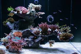 Nature aquascaping is quite possibly the most replicated and popular type of aquascaping in the fish keeping world today. Aquascaping Ideas Saltwater Aquarium Advice