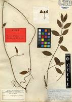 Image result for Secamone africana