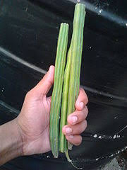 Bungah kelor bungah kelor 15 jenis. Pokok Kelor Wikiwand