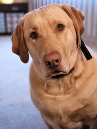 PLEASE SHARE! He's still hanging around the area. He's sleeping in our yard.