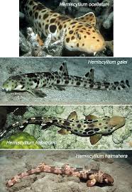 Image result for Secamone stuhlmannii