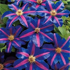 Clematis Hybride Etoile De Malicorne Blumensamen Bluhende Pflanzen Seltene Blumen