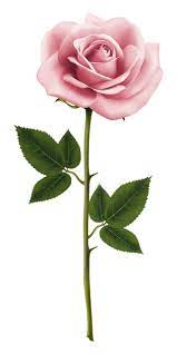 Realistic Pink Rose Flower Clipart Pink Rose Png Flower Clipart Rose Clipart