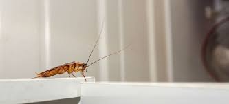 Roaches are sensitive to catnip and are less likely to enter an apartment where it is present. Avoid Taking Roaches When You Move Fantastic Pest Control