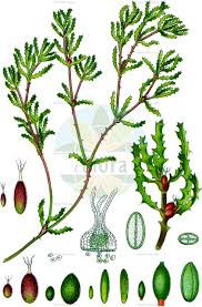 Image result for Hydrocharitaceae