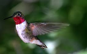 Their wings flap anywhere from 40 to 80 times a second, which means they burn off calories at an alarming. Attracting Hummingbirds O Toole S Garden Centers