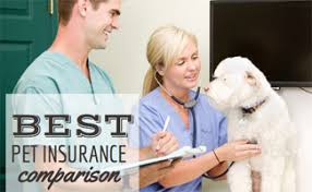 Money's best pet insurance companies of 2021. Compare Pet Insurance Plans 2021 Coverage Comparison Charts Caninejournal Com