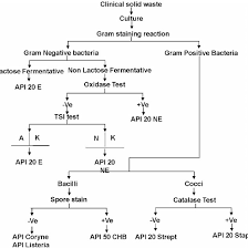 flow chart for the identification of bacteria in clinical