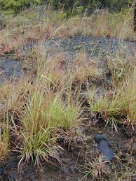 Image result for Hyparrhenia tamba