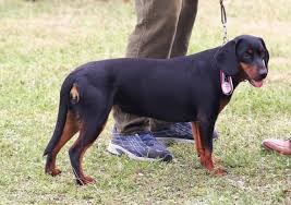 Image result for slovenský kopov