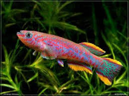 10 Most Colorful Freshwater Fish Home Aquaria Aquarium Fish Fresh Water Fish Tank Freshwater Fish