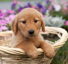 Reliable pups is a genuine and reliable online puppy shop where you can get cute golden retriever puppies for sale. Pictures Of Golden Retrievers Golden Retriever Photo Gallery