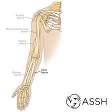 Nerves are long thin fibres that transmit messages between your brain and other parts of. Body Anatomy Upper Extremity Nerves The Hand Society