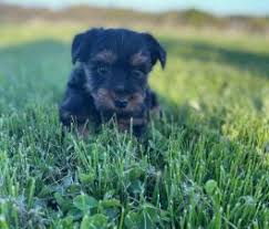 Parti yorkies, golden yorkies and traditional yorkie puppies at stonewall ranch. Yorkshire Terrier Puppies In Nj
