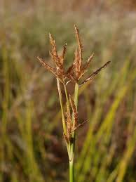 Image result for Cyperus articulatus
