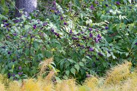 Image result for Callicarpa