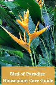 White Bird Of Paradise Houseplant Care Pin On Best Of Flowers And Flowerthings