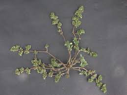 Image result for Guilleminea densa