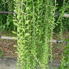 Looking for climbing plants in order to protect your home from inquisitive neighbours? Fastest Growing Creeper Plant In India Best Creeper Plants In India