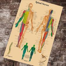 us 3 38 15 off anatomy pathology anatomical spinal nerves chart classic canvas paintings vintage wall posters stickers home decor gift in painting