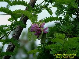 Image result for Abrus fruticulosus