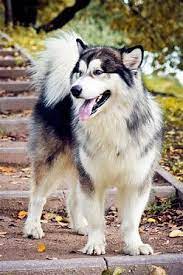 Anjing ini telah menemani para suku nomaden di wilayah yang membentang dari selat bering hingga amerika utara sejak 4.000 tahun lalu. 33 Alaskan Malamute Ideas Alaskan Malamute Malamute Alaskan