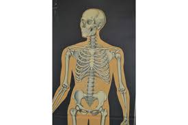 This is the new ebay. Large Anatomical School Chart Of The Human Skeleton 1960s Retro Station