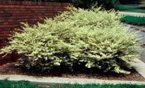 Image result for Ligustrum sinense
