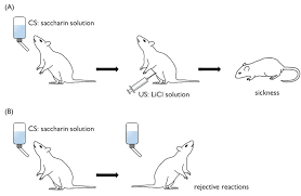 Training Protocol Of Conditioned Taste Aversion In Mammals A Rats Download Scientific Diagram