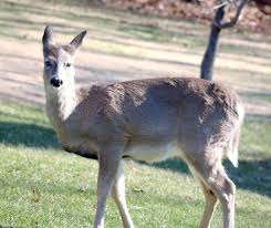 Warwick Humane Society Reports Local Dead Deer May Have Had Epizootic Hemorrhagic Disease