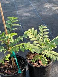 Image result for Phyllanthus gossweileri