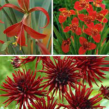 Check spelling or type a new query. Rioja Spanish Red Bulb Collection High Country Gardens