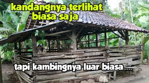 Sebenarnya untuk membuat kandang kambing cukup sederhana. Sukses Asyik Peternak Kambing Tradisional Dengan Kandang Sederhana Tapi Kambingnya Luar Biasa Gampang Cara Murah Di 2021 Rabab Minangkabau