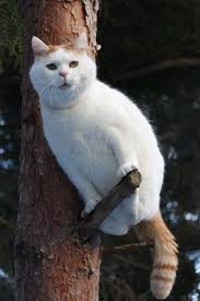 shironeko friends おしゃれまとめの人気アイデア pinterest くろちゃん 猫大好き 可愛すぎる動物 子猫