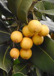 Image result for Mimusops