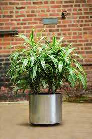 Image result for Dracaena laxissima