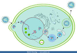 Image result for Bacterial Labyrinthitis