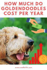 Or canada, check to see if the. How Much Does A Goldendoodle Cost Per Year Complete Budget Oodle Life